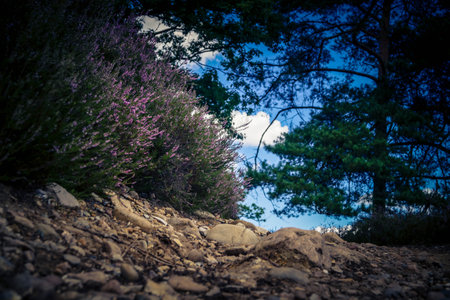 Fischbeker Heide nature reserve during the heather blossom season