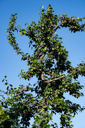 plum prunus domestica in the Old Land next to Hamburg