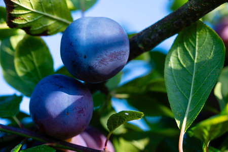 plum prunus domestica in the Old Land next to Hamburgの写真素材