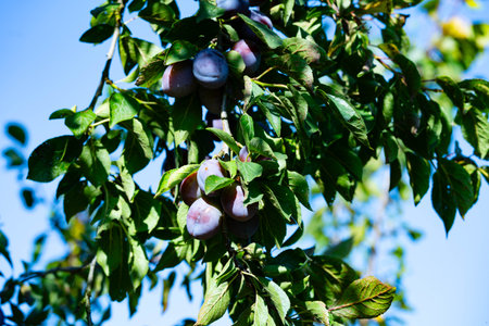 plum prunus domestica in the Old Land next to Hamburgの写真素材