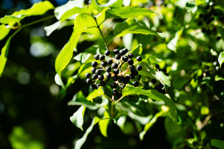 Black rowan aronia chokeberryの写真素材
