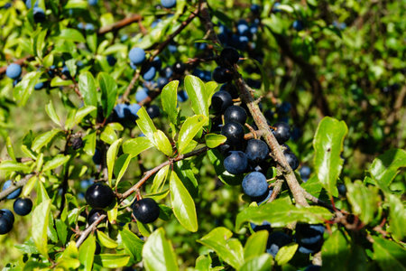 Fruits of the blackthorn bush Prunus spinosa