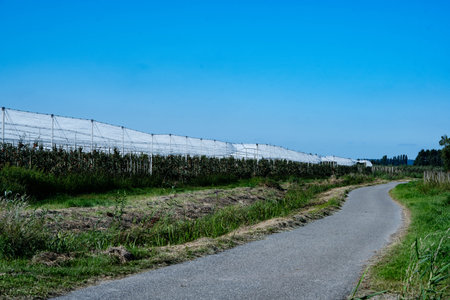 Time for Apple Harvesting in the Old Land next to Hamburg