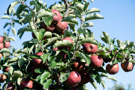 Time for Apple Harvesting in the Old Land next to Hamburg