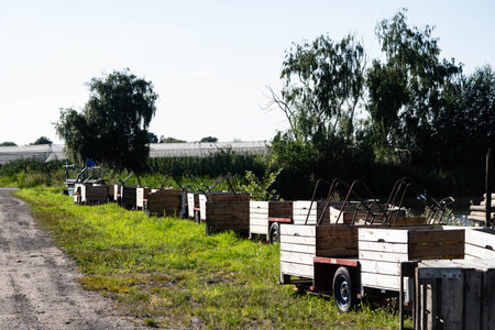 Time for Apple Harvesting in the Old Land next to Hamburg