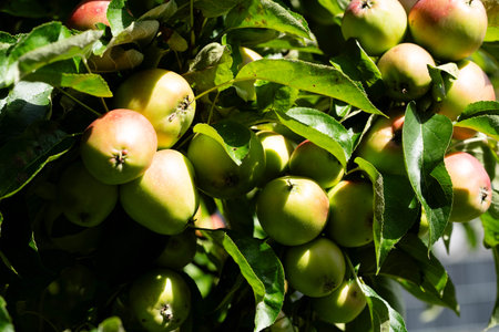 Time for Apple Harvesting in the Old Land next to Hamburgの写真素材