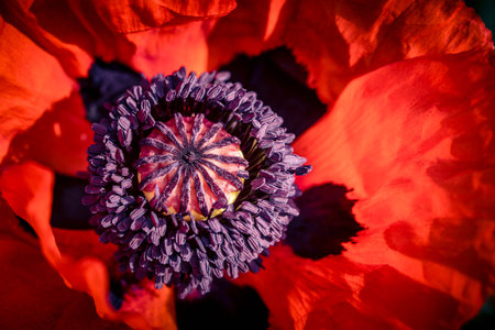 leaves and pollen of the poppy flower Papaverの写真素材