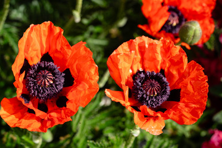 leaves and pollen of the poppy flower Papaverの写真素材