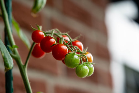 Tomatoes Solanum Lycopersicum for a salad or a soup