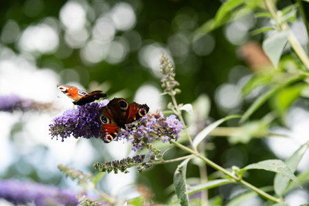 Peacock butterfly on the butterfly bush Buddleja davidii
