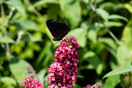 Peacock butterfly on the butterfly bush Buddleja davidii