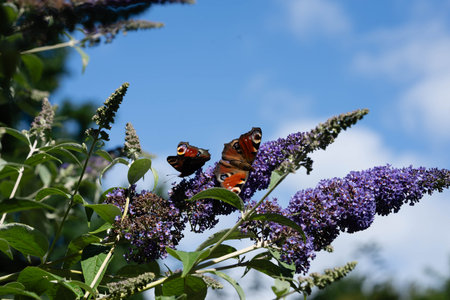 Peacock butterfly on the butterfly bush Buddleja davidiiの写真素材
