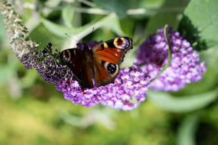 Peacock butterfly on the butterfly bush Buddleja davidiiの写真素材