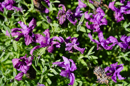 Alternative medicine with Fresh lavender Lavandulaの写真素材