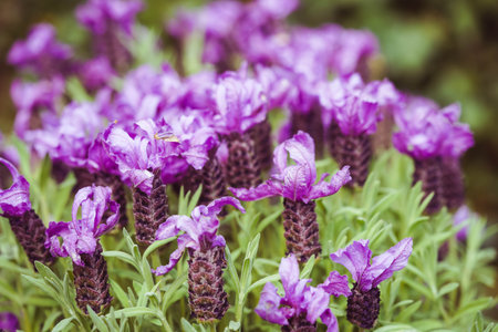 Fresh lavender Lavandulaの写真素材