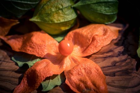 The orange fruit Physalis peruvianaの写真素材