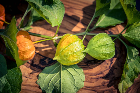 The orange fruit Physalis peruvianaの写真素材