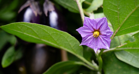 Flowers and fruits of the eggplant Solanum melongena