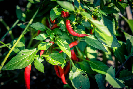 cashew kernels with red hot chili pepperの写真素材