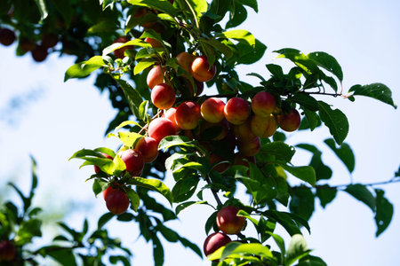 cherry plum prunus cerasifera next to Hamburg