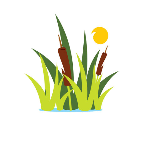 Aquatic vegetation and sun isolated on a white backgroundのイラスト素材