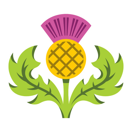 Onopordum acanthium. Isolated on a white backgroundのイラスト素材