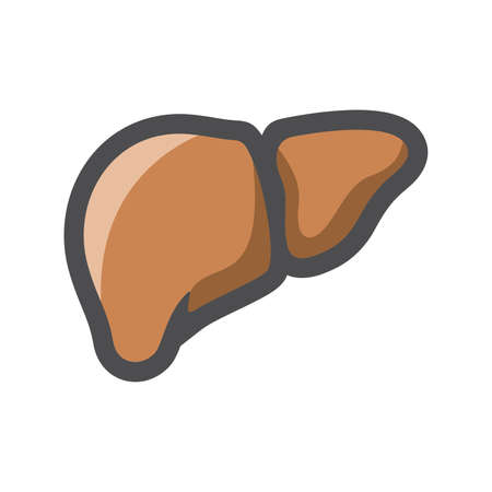 Realistic human liver Vector icon Cartoon illustrationのイラスト素材