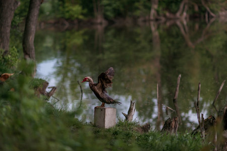 Duck on the shore of the lake in the forest in summerの写真素材