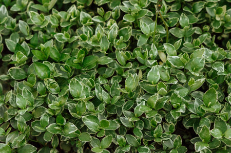 green leaf background. Green leaves texture background. green leaf background.