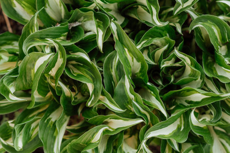 Close-up of green hosta leaves in a flowerbed.