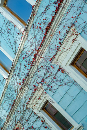 Detail of the facade of an old building covered with ivyの写真素材