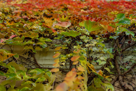 Colorful autumn leaves on the wall of an old house, close up