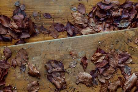 Dry autumn leaves on a wooden background. leaves Dry on a wooden background.の写真素材