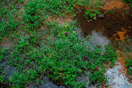 green grass in a small stream in the forest, nature background.