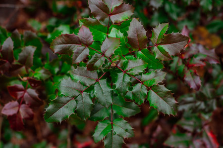 Green leaves with red veins on a bush in the autumn garden.の写真素材