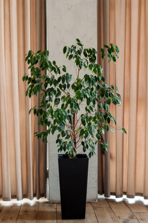 A tall vase with small leaves in a black pot. Decorations for home and cafe. A flower pot with red petals.の写真素材
