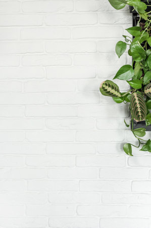 A white brick wall with greenery around the edges. Interior design in the room. Live plants in the room.の写真素材