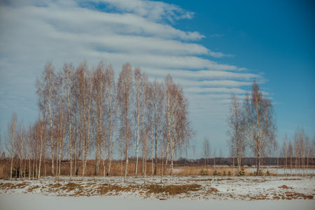Various trees in the background of the winter sky on a sunny day. Winter landscape on a sunny day. Snow on the field and in the forestの写真素材