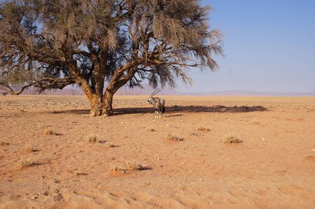 oryx in the dry kalahari dessert in namibiaの写真素材