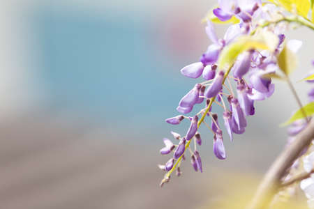 Wisteria in front of blurred backgroundの写真素材