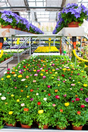 Many colorful ranunculus in a nurseryの写真素材