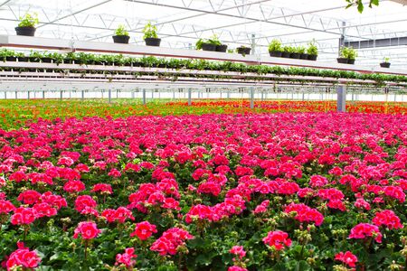 Geraniums in a greenhouseの写真素材