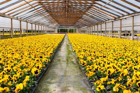 Many pansies in a greenhouseの写真素材