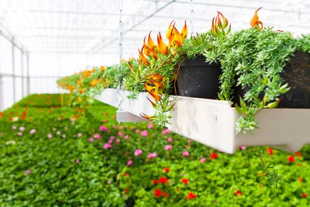 Spotted bloomfell in a greenhouseの写真素材