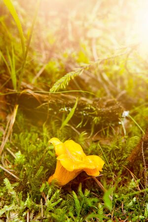 Chanterelle on the forest floorの写真素材