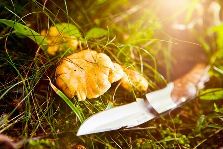 Chanterelles on the forest floor and knife besideの写真素材