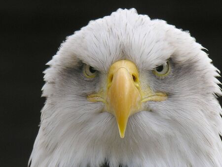  Bald Eagleの写真素材