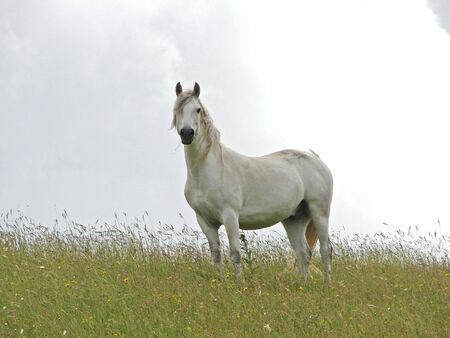 White horse                               の写真素材