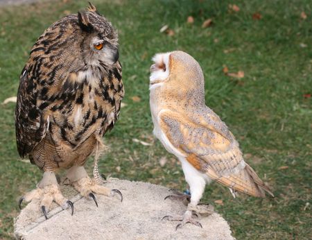 An Eagle Owl and a Barn Owl observe each other on a table
