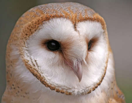 Cllose up shot of a Barn Owlの写真素材